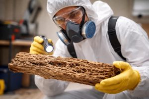 Termites : Reconnaître, Prévenir et Éliminer l&rsquo;Infestation